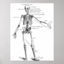 Pesquisar por anatomy pôsteres Biology