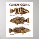 Pesquisar por garoupa pôsteres Mar