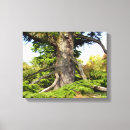 Pesquisar por cedro impressão de canvas Árvore