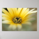 Pesquisar por margaridas amarelas pôsteres Flores