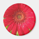 Pesquisar por molhado imas Flor