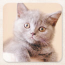 Pesquisar por shorthair britânico Gato do shorthair
