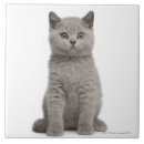 Pesquisar por shorthair britânico Felino