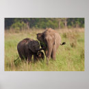Pesquisar por elefante indiano pósteres pôsteres Adulto