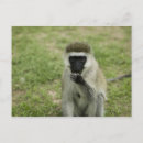 Pesquisar por macaco vervet cartoes postais Vida selvagem