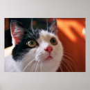 Pesquisar por gato preto olhos verdes artes pôsteres Branco