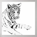 Pesquisar por tigre branco preto pôsteres Gato