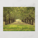 Pesquisar por pomada cartoes postais Árvores