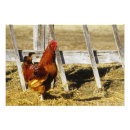 Pesquisar por galo vermelho pôsteres Animal