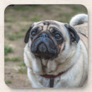 Pesquisar por do cão do pug Animais de estimação