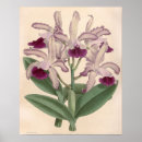 Pesquisar por cattleya pôsteres Vintage