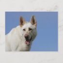 Pesquisar por pastor branco cartoes postais Alsaciano