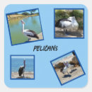 Pesquisar por pelican adesivos Selvagem