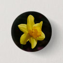 Pesquisar por do daffodil botons Amarelo