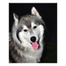 Pesquisar por rouco siberian fotografia Huskie
