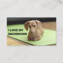 Pesquisar por do dachshund fotografia Doxie