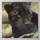 Pesquisar por onça pôsteres Jaguar