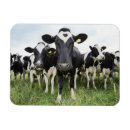 Pesquisar por gado imas Vacas