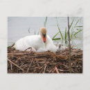 Pesquisar por cisne bebê cartoes postais Lago