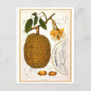 Pesquisar por durian Desenho