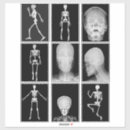 Pesquisar por esqueleto artesanato material Anatomia