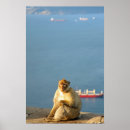 Pesquisar por gibraltar Macaco