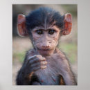 Pesquisar por babuíno pôsteres Bebê