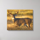 Pesquisar por wildlife impressão de canvas Deer