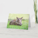 Pesquisar por warthog cartoes postais Africa