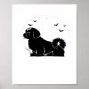 Pesquisar por shih tzu pôsteres Amante de cachorro