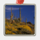 Pesquisar por cactus ornamentos Flor