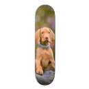 Pesquisar por filhote skates Cão