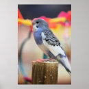 Pesquisar por budgie pôsteres Azul