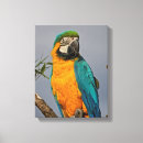 Pesquisar por papagaio azul impressão de canvas Arara