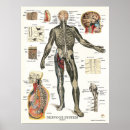 Pesquisar por x anatomia pôsteres Médico