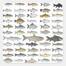 Pesquisar por minhoca adesivos Peixe