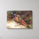 Pesquisar por galinha do galo impressão de canvas Vintage