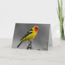 Pesquisar por pretty bird cartoes Birds