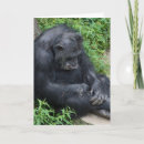 Pesquisar por macaco triste Chimpanzé