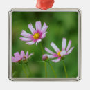 Pesquisar por cosmos ornamentos Jardim