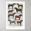 Pesquisar por breed pôsteres Horse