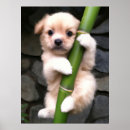 Pesquisar por cute pôsteres Puppy