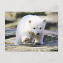 Pesquisar por filhote de urso polar Animal jovem