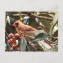 Pesquisar por animal fêmea cartoes postais Aves