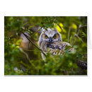 Pesquisar por owlet Natureza