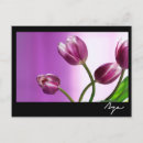 Pesquisar por tulipas roxas cartoes postais Floral