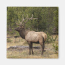 Pesquisar por chifres touro imas Parque nacional de yellowstone