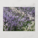 Pesquisar por campo da lavanda cartoes postais Qualquer pessoa
