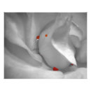 Pesquisar por macro fotografia Gotas de chuva