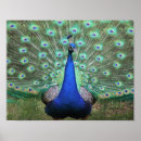 Pesquisar por azul de pavão pôsteres Aniversário